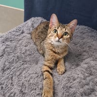Lynx, chat à adopter