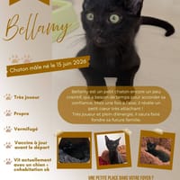 BELLAMY, chat à adopter