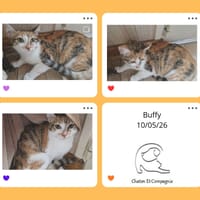 Buffy, chatte à adopter