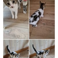 Diana, chatte à adopter