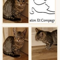 Snoopy, chat à adopter