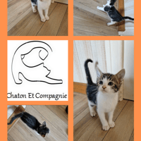 Pancho, chat à adopter