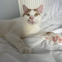 Charlie, chat à adopter