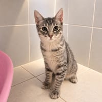 GAIA, chatte à adopter