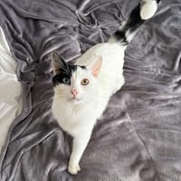 Snoopy, chat à adopter