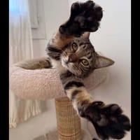AVA, chatte à adopter
