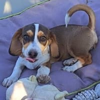 Bessy, kleines Herz sucht nach ihrer Familie, Hündin zur Adoption