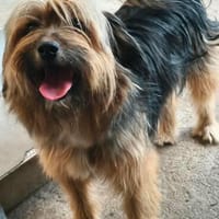 Mogli sucht !, Hund zur Adoption