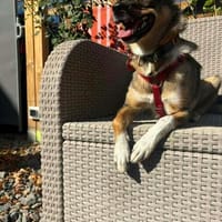 Süße Fine🌺 sucht liebevolles Zuhause, Hündin zur Adoption