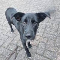 Rico wartet auf dich, Hund zur Adoption