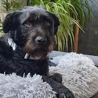 Liebenswerte Pimpi in Goch/NRW, Hündin zur Adoption