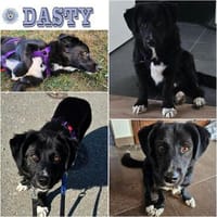 DASTY ° mit niedlichen weißen Söckchen und Teddyblick, Hund zur Adoption