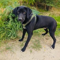 Labrador Mix Anton sucht ein Zuhause, Hund zur Adoption