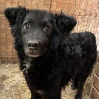 sanfte YUNA sucht ihre Menschen, Hündin zur Adoption