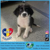Meiko, neugieriger Tapsbär, Hund zur Adoption