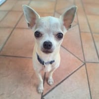 Ruhiger und zurückhaltender Chihuahua Clyde wartet in 49733, Hund zur Adoption