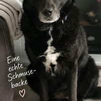 BIJOU-sucht dringend ein Zuhause-wartet in PLZ 75038, Hündin zur Adoption