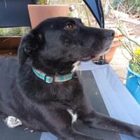 Tikva - liebt die Natur, Hündin zur Adoption