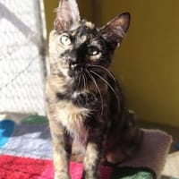 Liebe Katze Tina, Katze zur Adoption