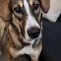 🐾 Charly sucht seinen besonderen Menschen, Hund zur Adoption