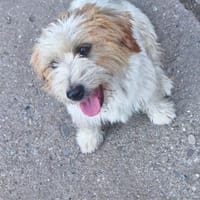 Mimmi sucht ein zu Hause !, Hündin zur Adoption