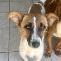 Chloey💕freundliche, aufgeschlossene Hündin, Hündin zur Adoption