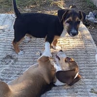 Rudi, liebenswerter kleiner Mann sucht Zuhause, Hund zur Adoption