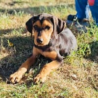 Kalina ein bezauberndes Hundekind, Hündin zur Adoption