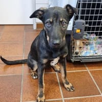 Mira sucht ihr Für-immer-Zuhause, Hündin zur Adoption