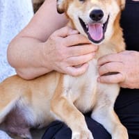 Peanut (Kreta)-Offener & verspielter Junghund sucht sein Für, Hund zur Adoption