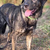 SHADOWGute-Laune-Schatz wartet auf Dich in 50169 Kerpen, Hund zur Adoption