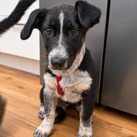 Der freundliche junge Leander sucht sein Glück!, Hund zur Adoption