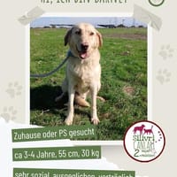 Barney sucht sein Für-immer-Zuhause, Hund zur Adoption