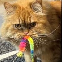 Vinny, Kater zur Adoption