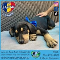 Tayfun der Herzensbrecher, Hund zur Adoption