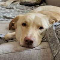 Lumi - ein treuer Freund, Hund zur Adoption