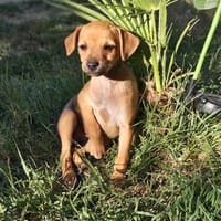 Miya ein kleines Pinschermix Mädchen, Hündin zur Adoption