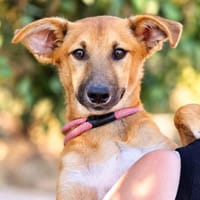 Toffee (Kreta) -Kleine Pfoten- großes Herz!, Hündin zur Adoption