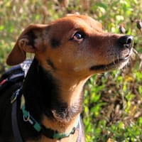MISS JESSY, treue Begleiterin mit Charme, Hündin zur Adoption