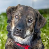 GASTON - großer Teddybär sucht seine Menschen!, Hund zur Adoption