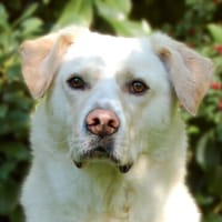 SUNNY BONANI: bildhübscher Kerl mit Charakter, Hund zur Adoption