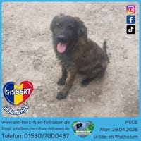 Gisbert auf Mamasuche, Hund zur Adoption