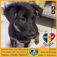 Patricia, schwarz ist bunt genug, Hündin zur Adoption