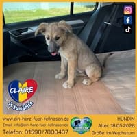 Claire auf Heimatsuche, Hündin zur Adoption