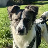 Hütehund sucht erfahrenes Zuhause, Hund zur Adoption
