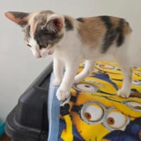 Liebe Katzenkinder Cali und Eddie, Kater zur Adoption