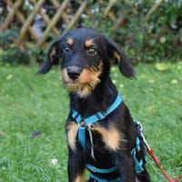 Sara sucht liebe Menschen, Hündin zur Adoption