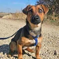Die kleine Dackelhündin Kiki hatte bislang kein Glück, Hündin zur Adoption