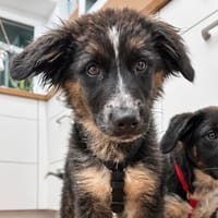 Loris 4-5 mon. 34 cm, Hund zur Adoption