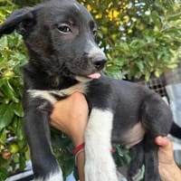bobby (m ~6 monate) auf der suche nach seinem glück, Hund zur Adoption